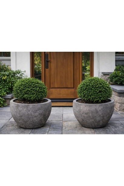 Криптомерія контейнерне озеленення